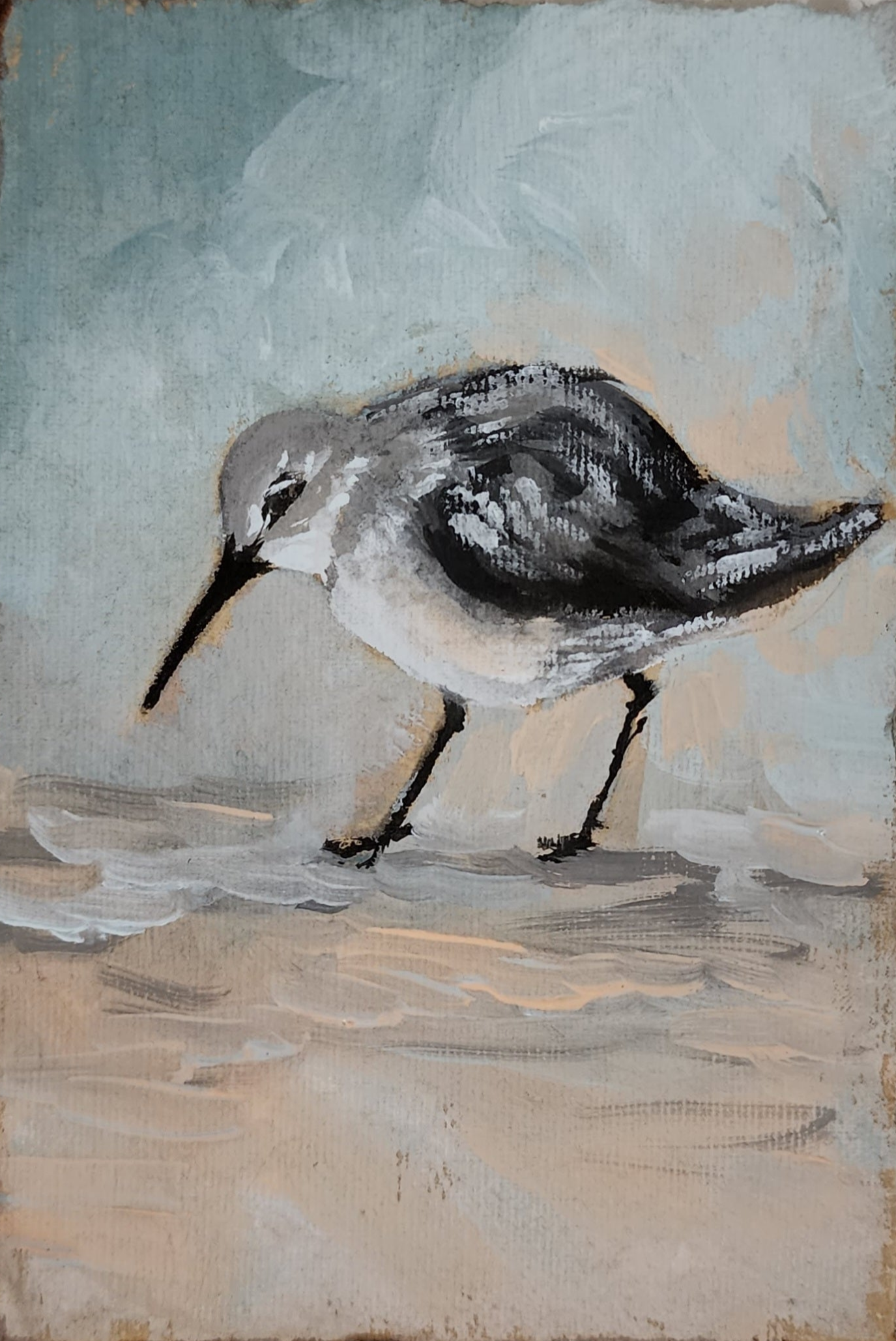 Lilly Sandpiper