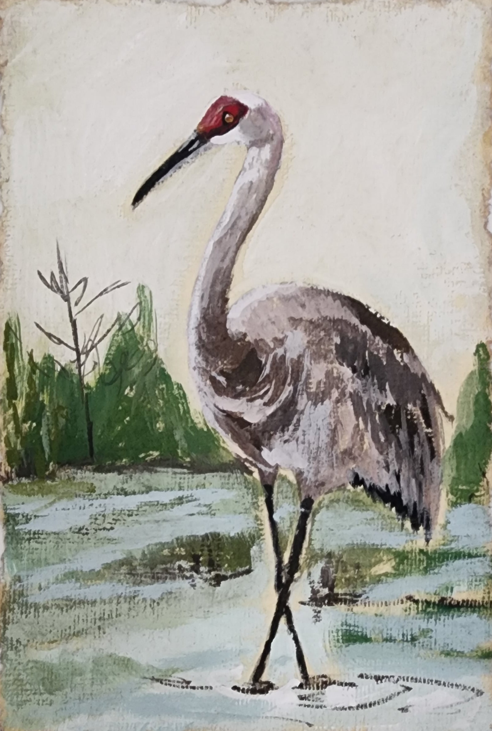 SUE Sand Hill Crane