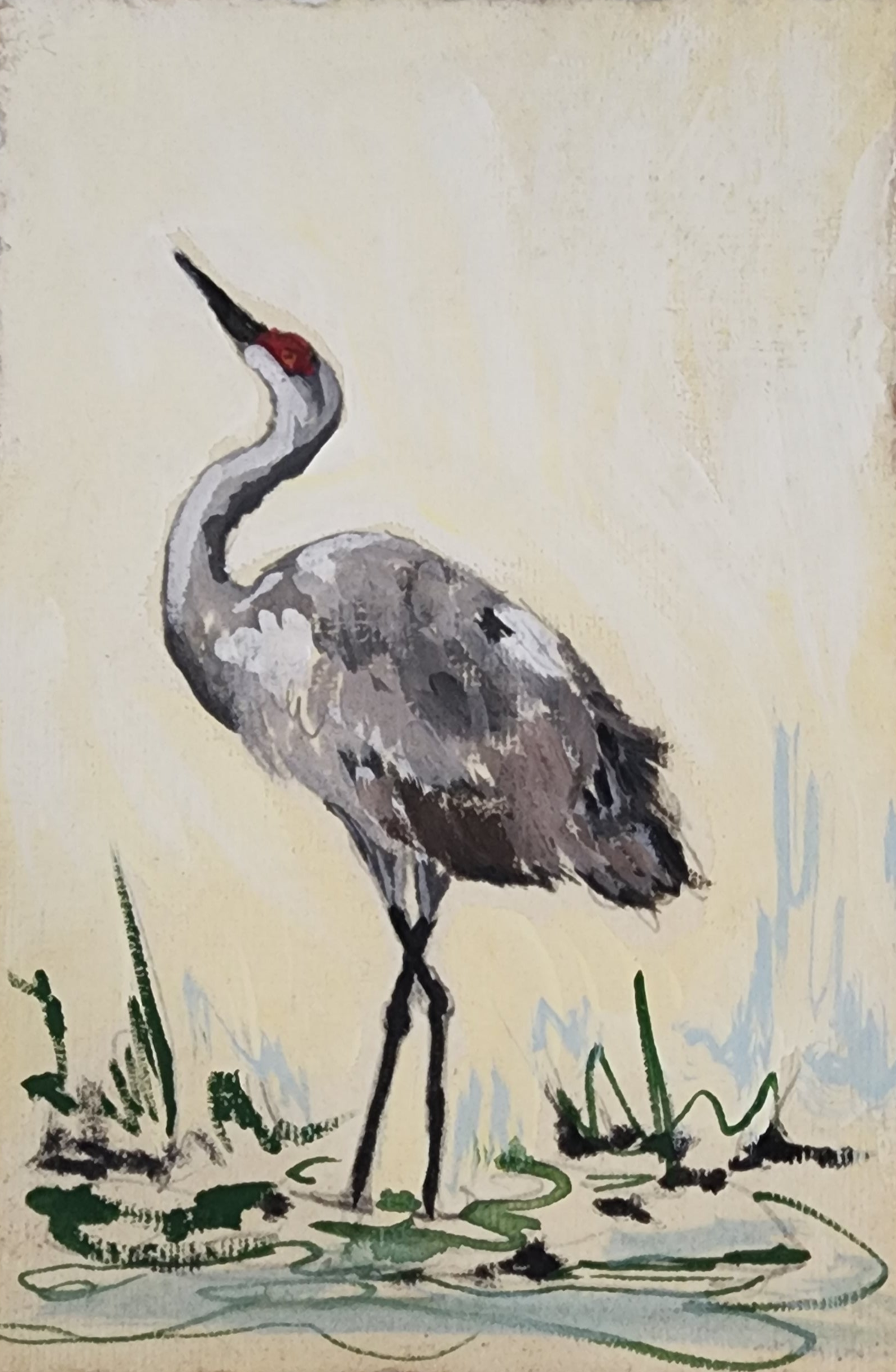 Meg Sand Hill Crane