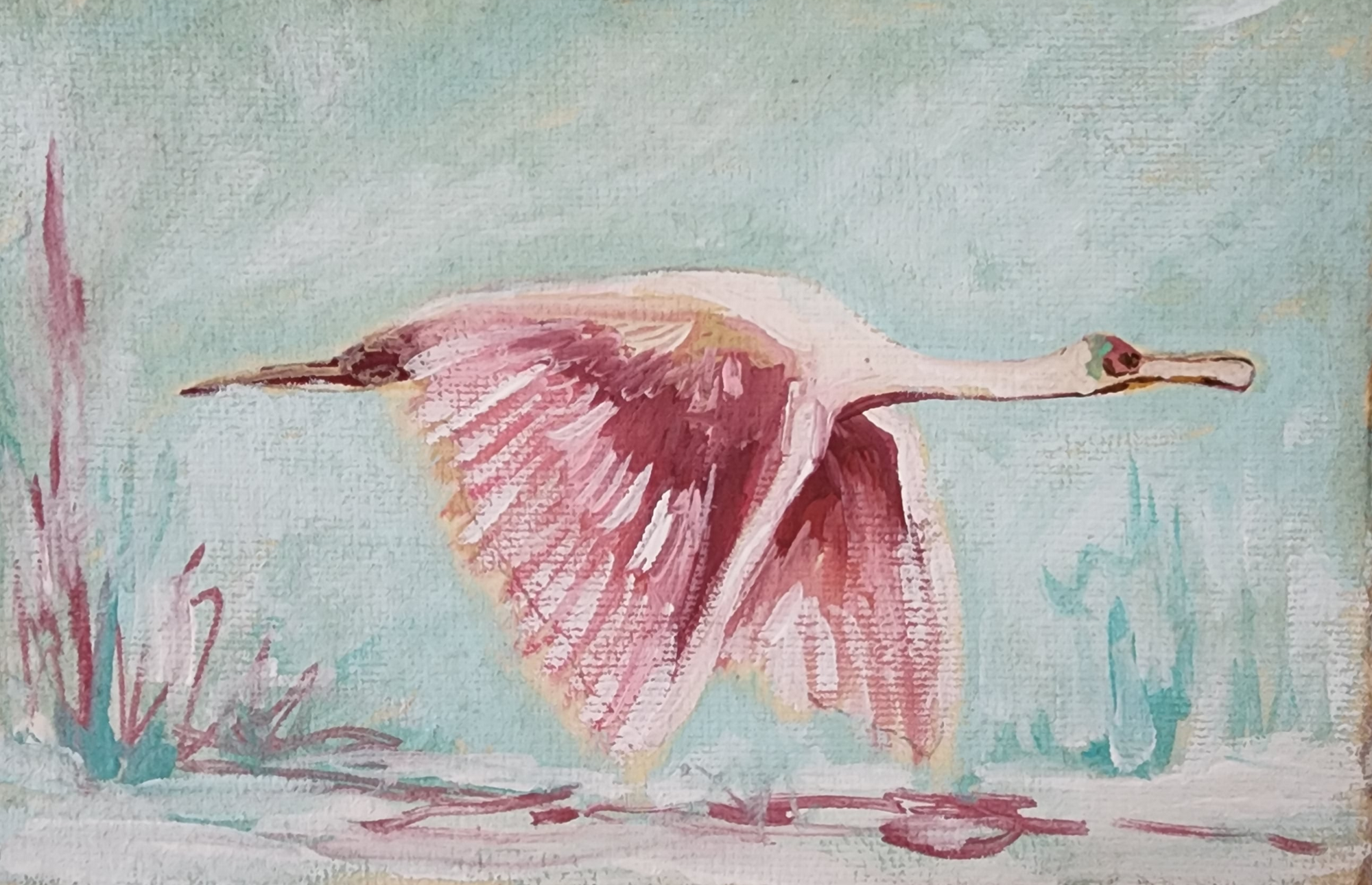 Salem Spoonbill