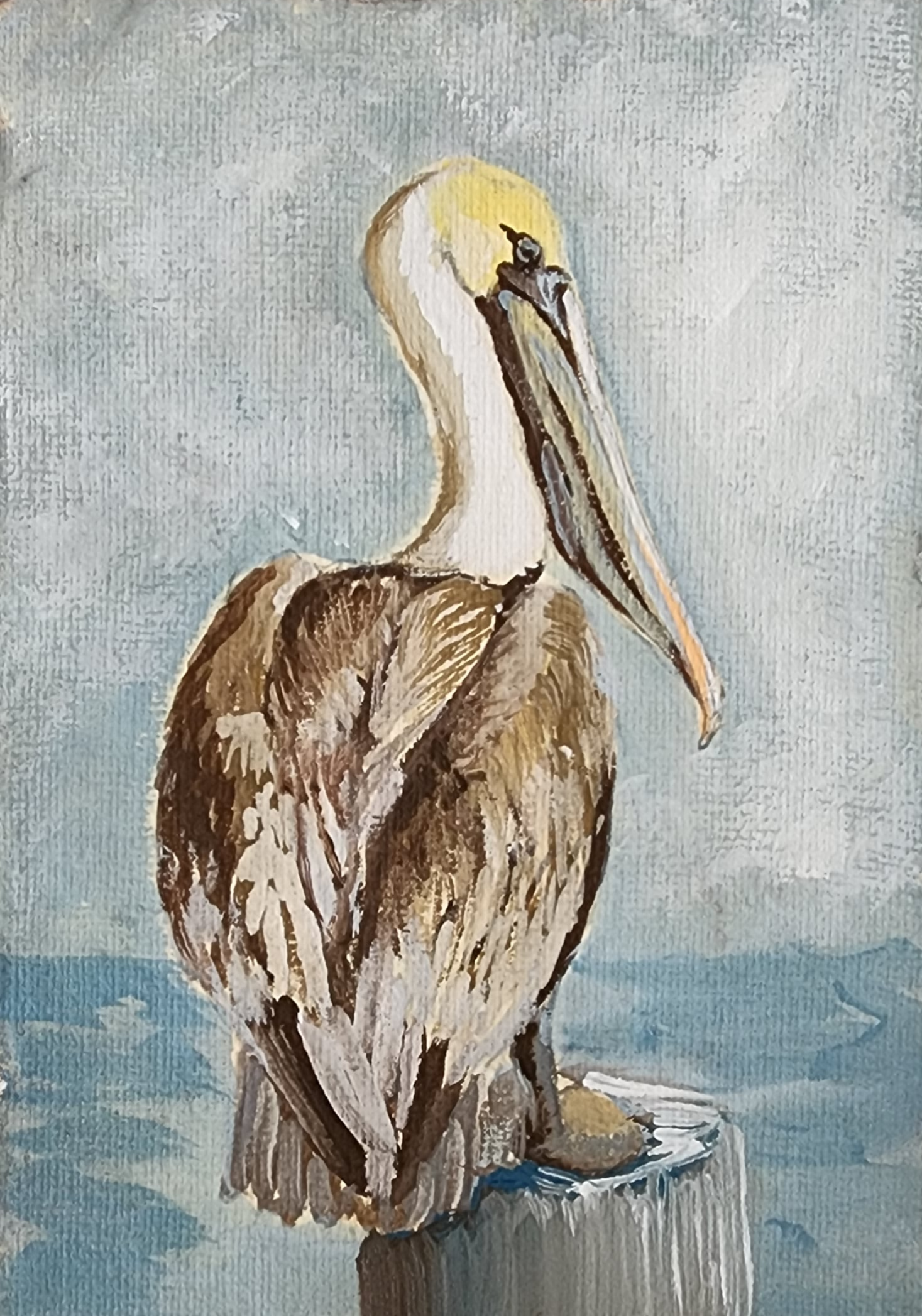 Norbert Pelican