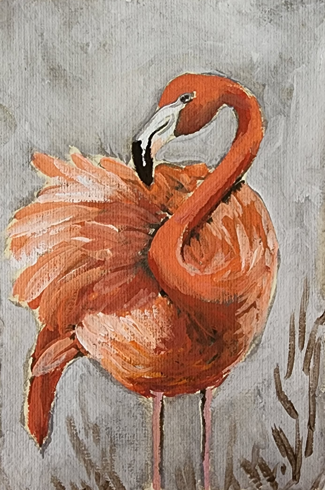 Rosetta  Flamingo
