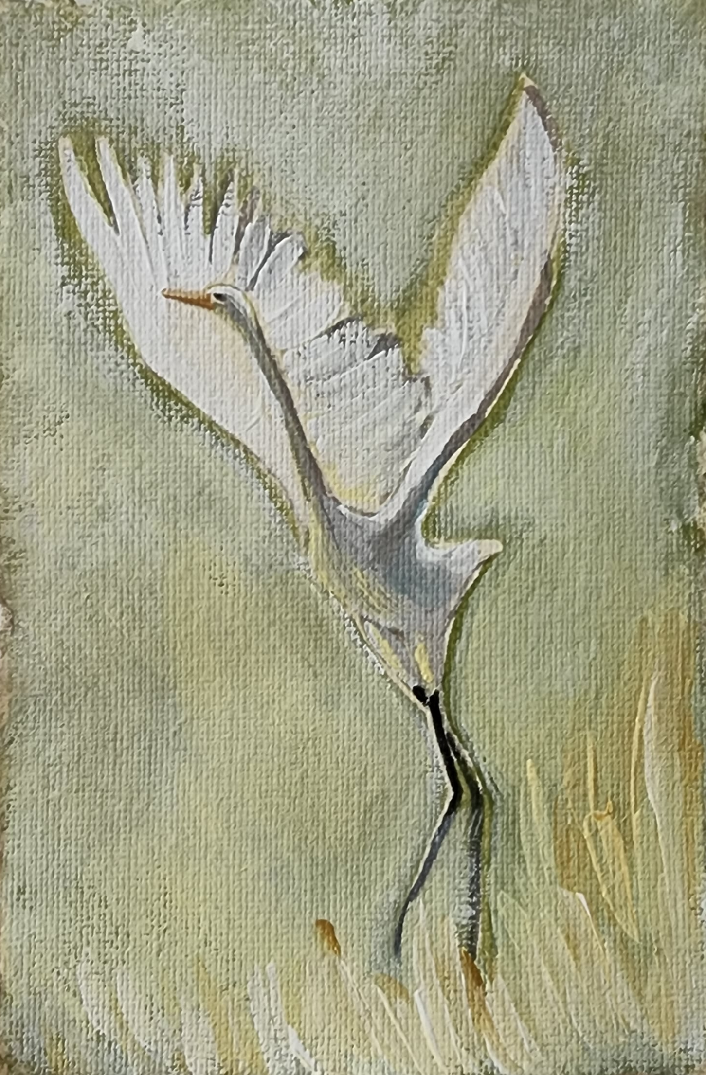 July  Egret