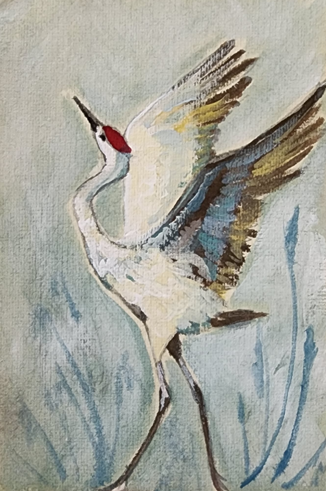 Aroura Sand hill Crane