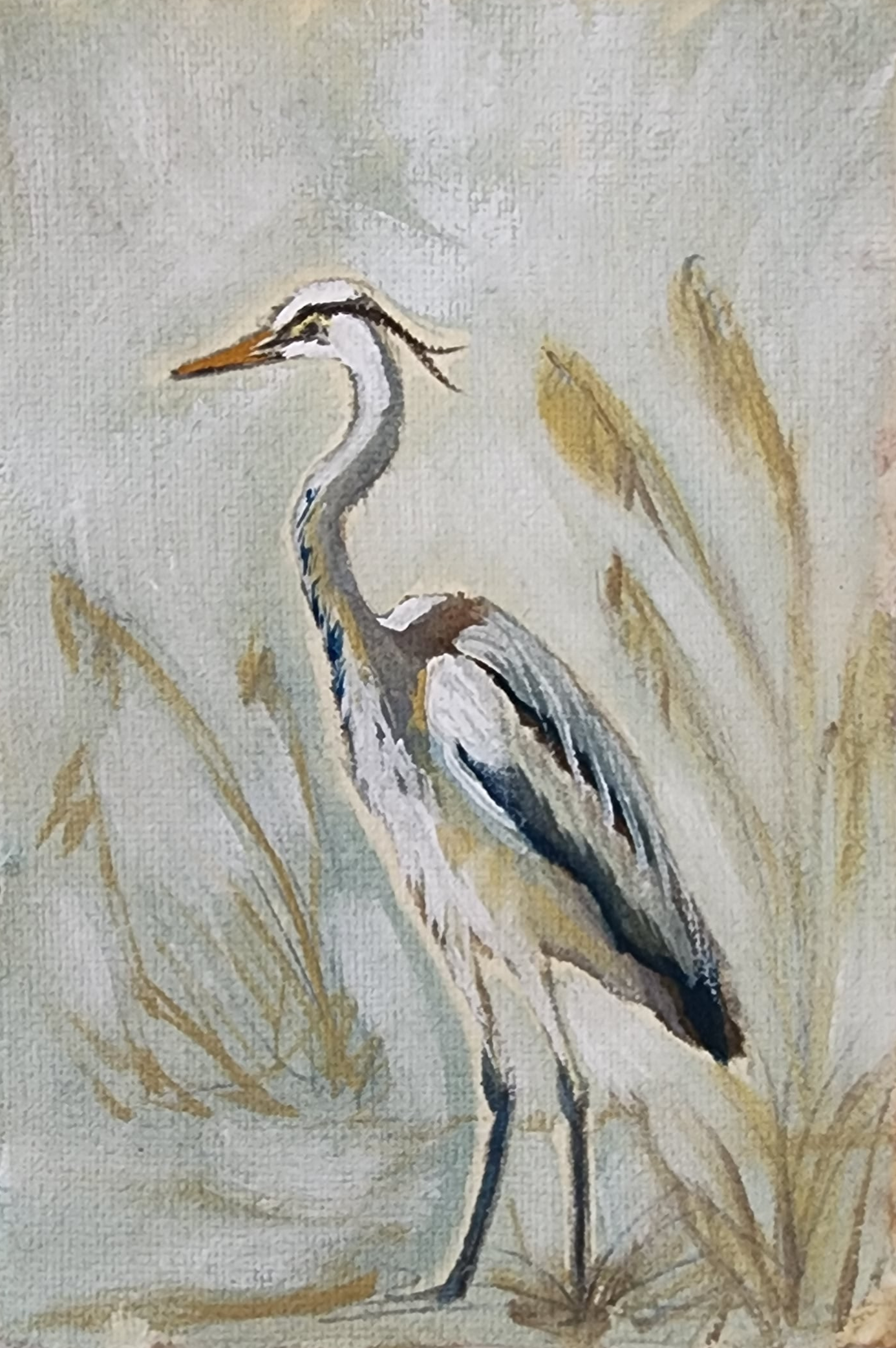 Liam Blue Heron