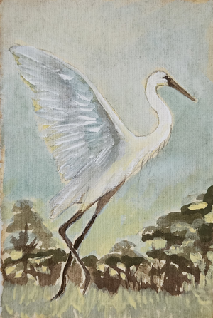 Carter White Egret