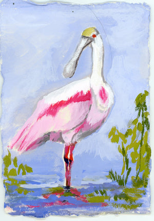 Cassandra a Roseate Spoonbill