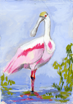 Cassandra a Roseate Spoonbill