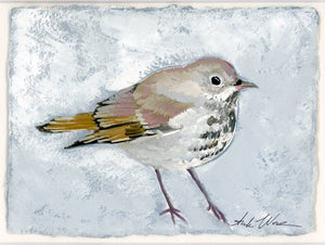 Herrmit Thrush - Giclee Print