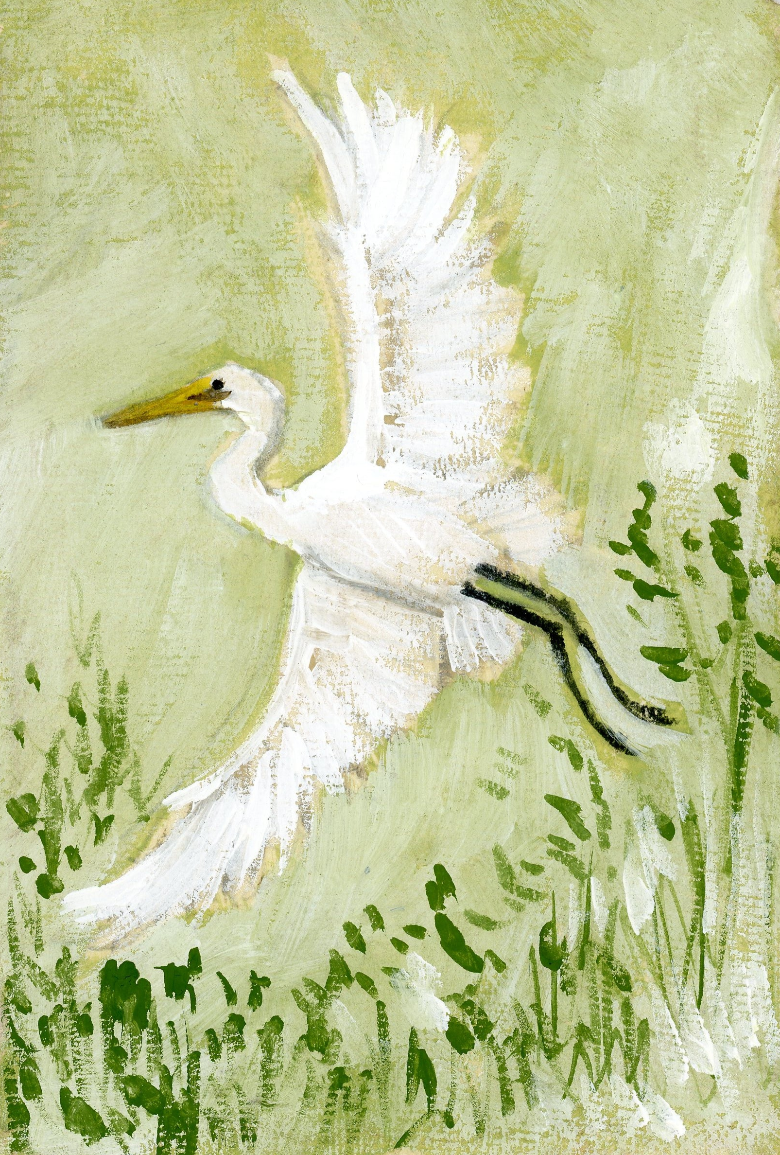 Shelly Egret