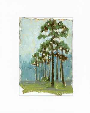 Yellow Pine