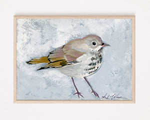 Herrmit Thrush - Giclee Print