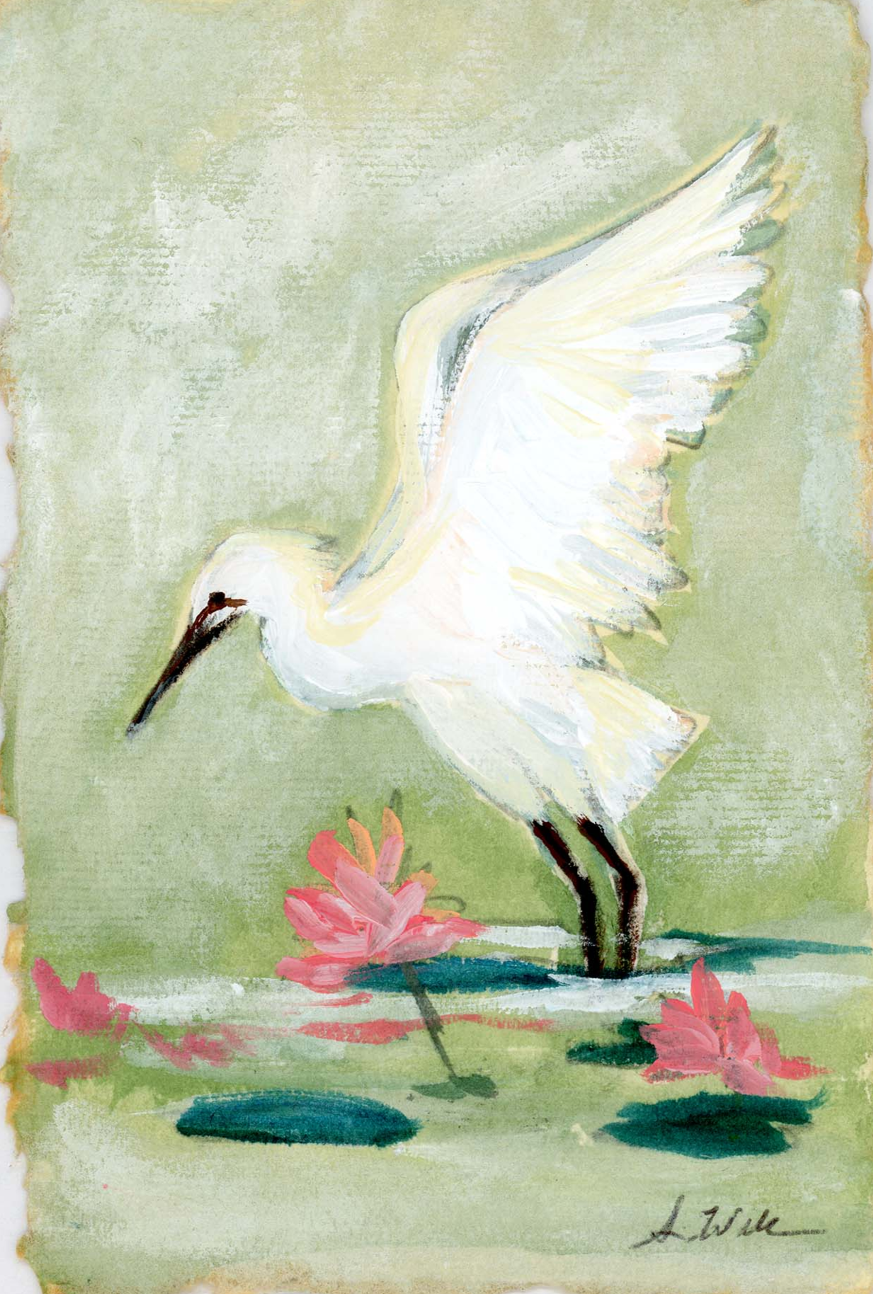 Danie egret