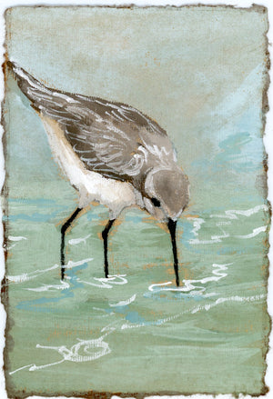 Savannah Sandpiper