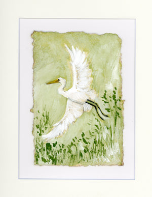 Shelly Egret